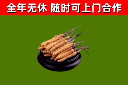 秀洲烟酒回收冬虫夏草.jpg